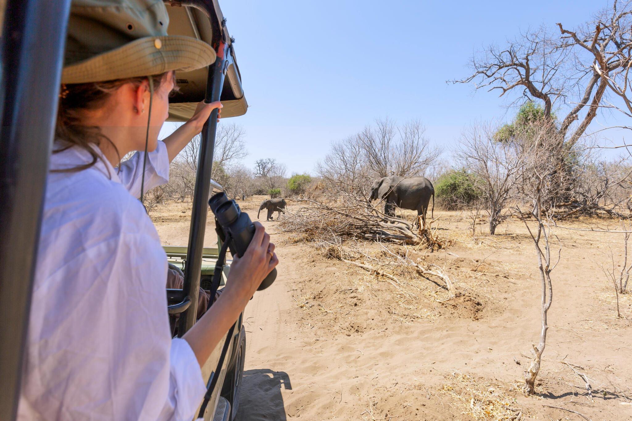 Types of Safari Tours You Can Enjoy