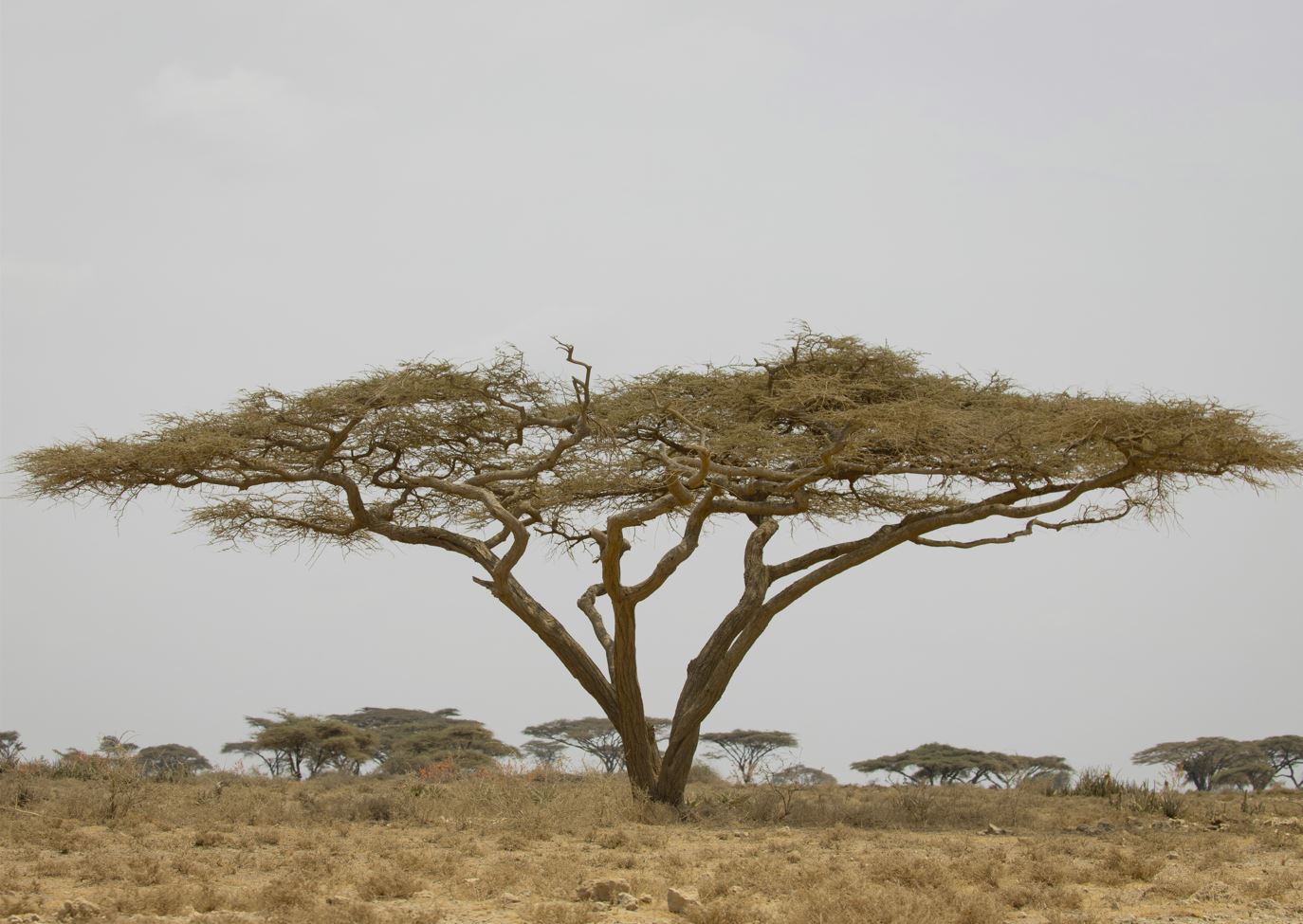 Top Safari Destinations in Tanzania